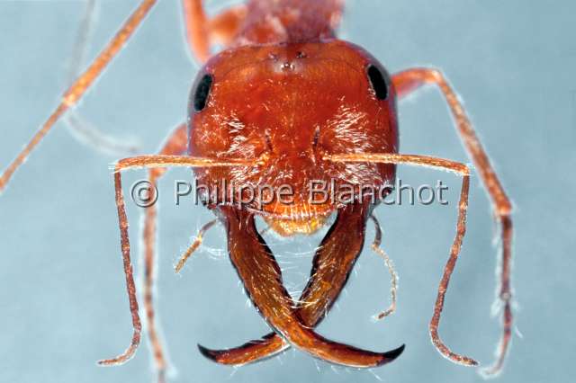 Cataglyphis bombycinus 2.JPG - Cataglyphis bombycinus (Portrait)Fourmi femelle (soldat) 2AntHymenopteraFormicidaeMauritanie